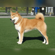 Shiba Inu Reviews | RateItAll