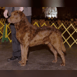 Chesapeake Bay Retriever Reviews | RateItAll