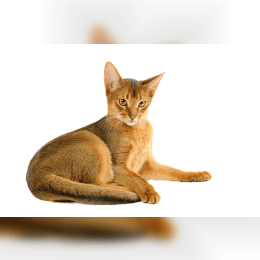 Abyssinian image