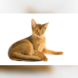 Abyssinian Reviews | RateItAll