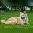 Akita (Japanese and American) Reviews | RateItAll