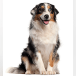 Australian Shepherd Reviews | RateItAll