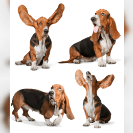 Basset Hound image
