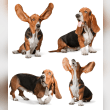 Basset Hound Reviews | RateItAll