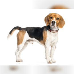 Beagle image