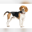 Beagle Reviews | RateItAll