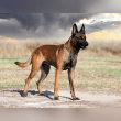 Belgian Malinois Reviews | RateItAll