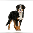 Bernese Mountain Dog Reviews | RateItAll
