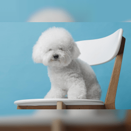 Bichon Frise image