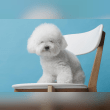 Bichon Frise Reviews | RateItAll
