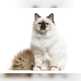 Birman image