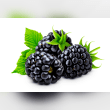 Blackberries Reviews | RateItAll