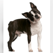 Boston Terrier Reviews | RateItAll