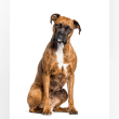 Boxer Reviews | RateItAll