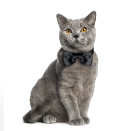 British Shorthair image