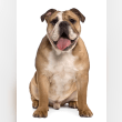 Bulldog Reviews | RateItAll