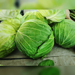 Cabbage  image