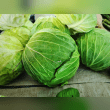 Cabbage  Reviews | RateItAll