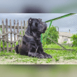 Cane Corso Reviews | RateItAll