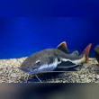 Catfish Reviews | RateItAll