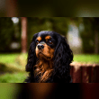 Cavalier King Charles Spaniel Reviews | RateItAll