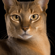 Chausie Reviews | RateItAll