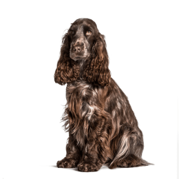 Cocker Spaniel image