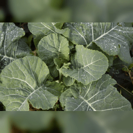 Collards image