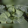 Collards Reviews | RateItAll