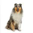 Collie Reviews | RateItAll