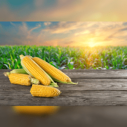 Corn image