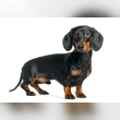 Dachshund Reviews | RateItAll