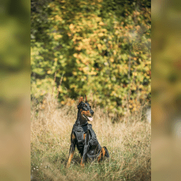 Doberman Pinscher image