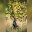 Doberman Pinscher Reviews | RateItAll