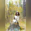 English Springer Spaniel Reviews | RateItAll