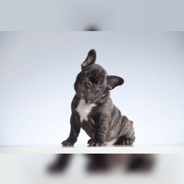 French Bulldog image