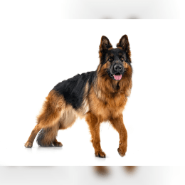 German Shepherd image