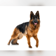 German Shepherd Reviews | RateItAll