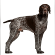 German Shorthaired Pointer Reviews | RateItAll