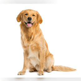 Golden Retriever image