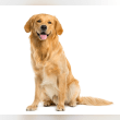Golden Retriever Reviews | RateItAll