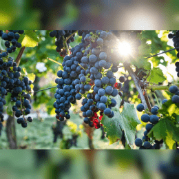 Grapes image