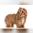 Havanese Reviews | RateItAll