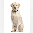 Labrador Retriever Reviews | RateItAll