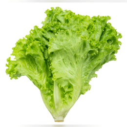 Lettuce image