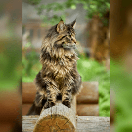 Maine Coon image