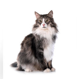 Norwegian Forest Cat image