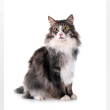 Norwegian Forest Cat Reviews | RateItAll