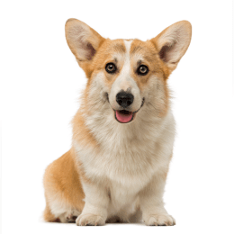 Pembroke Welsh Corgi image