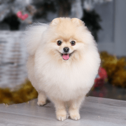 Pomeranian image